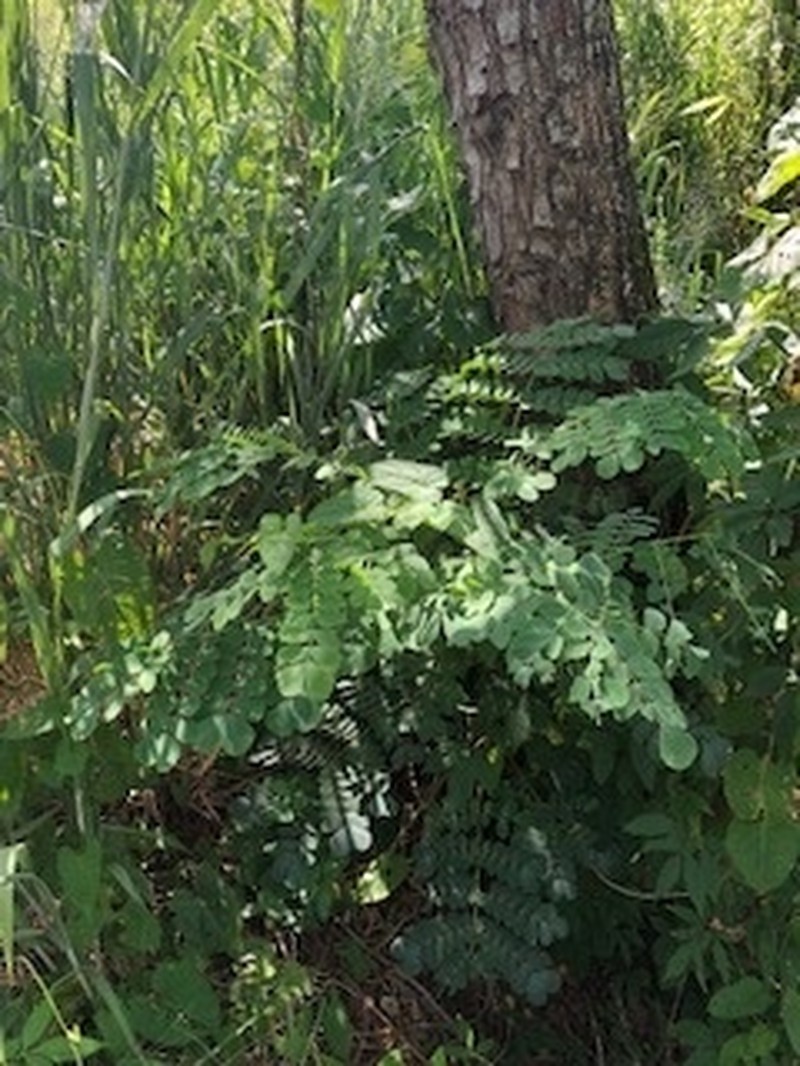 Woman's Tongue photo 6