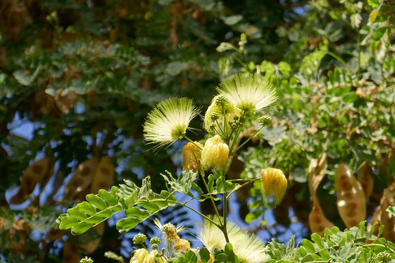 Woman's Tongue photo 8