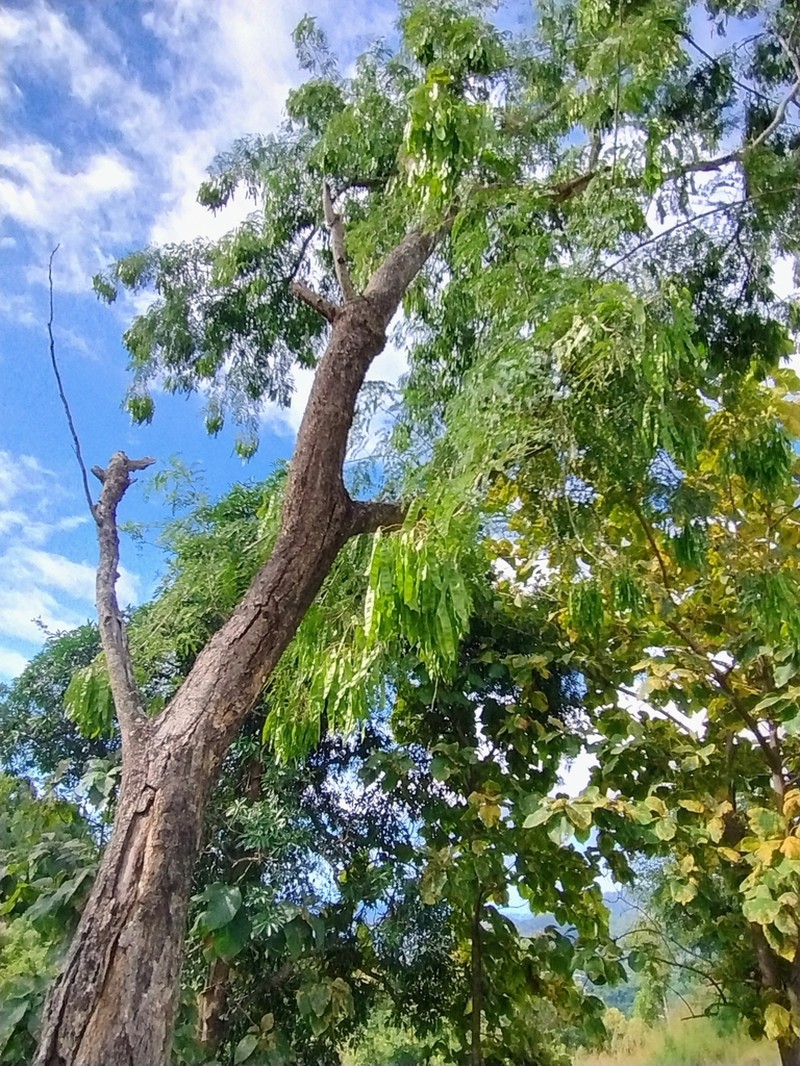 Indian Albizia