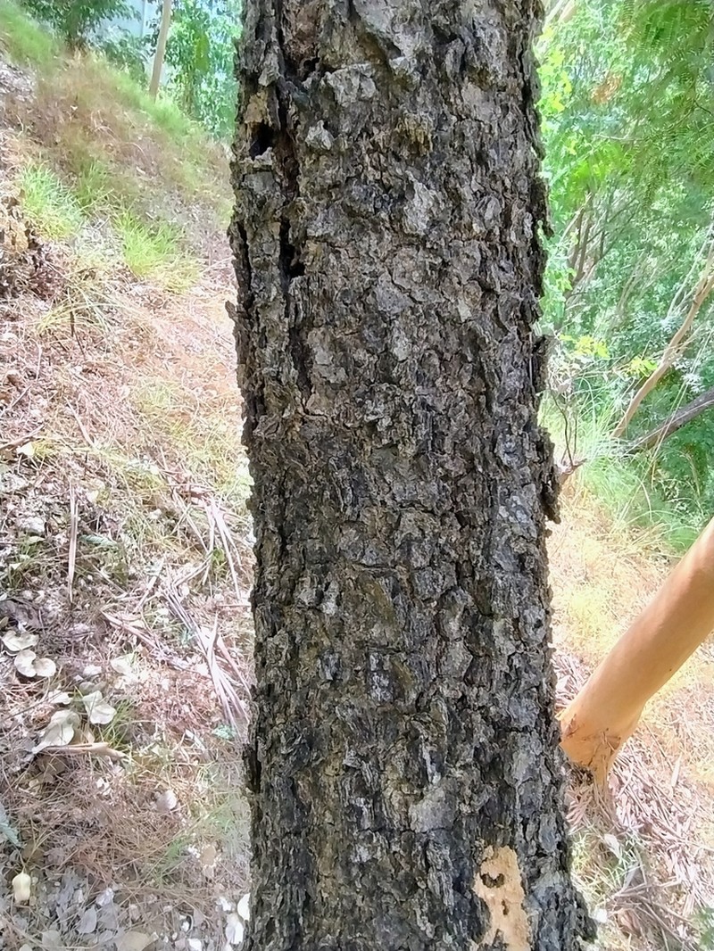 Indian Albizia photo 2