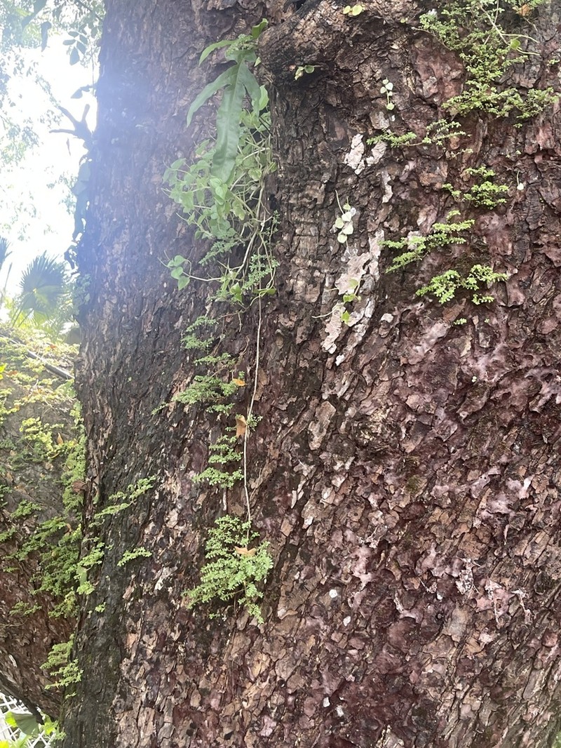 Indian Albizia photo 3