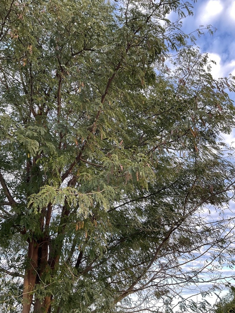 Indian Albizia photo 5
