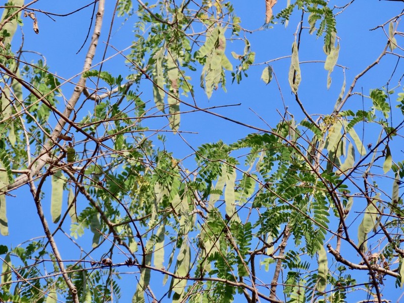 Indian Albizia photo 6
