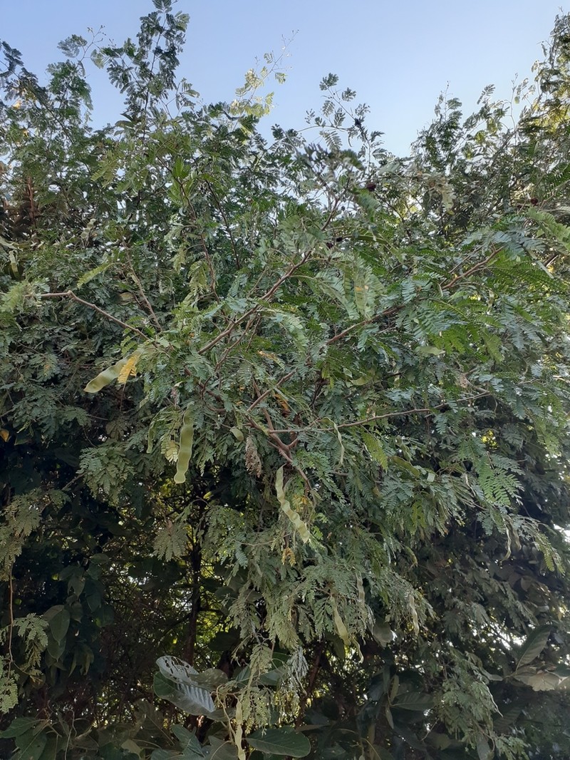Indian Albizia photo 7