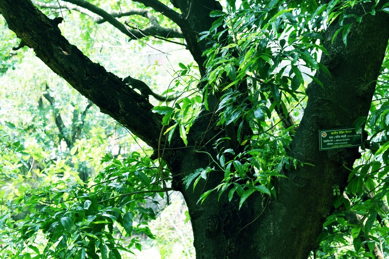 Albizia lucida