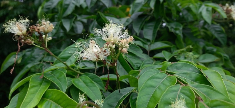 Albizia lucida photo 5