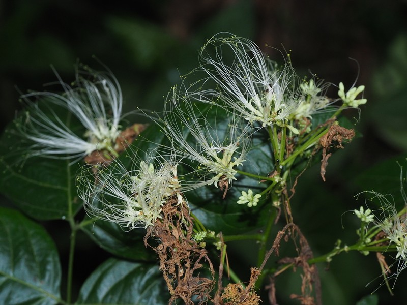 Albizia lucida photo 6