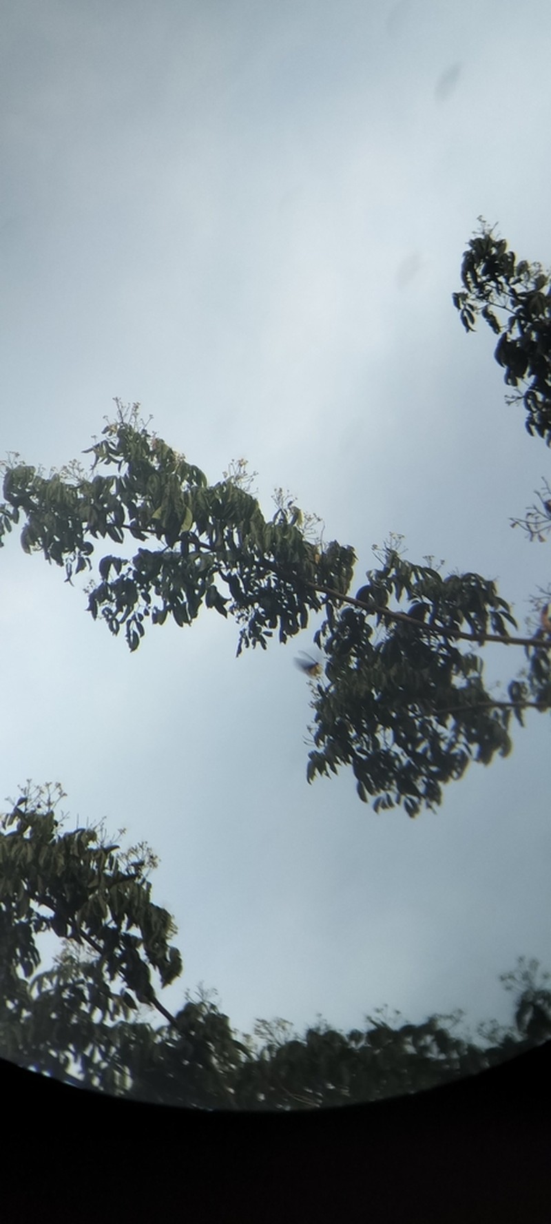 Albizia lucida photo 7