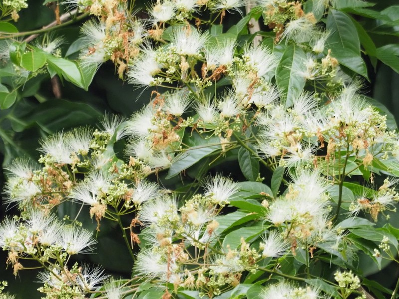 Albizia lucida photo 8