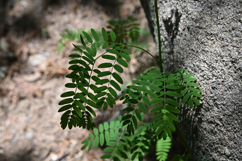 Albizia macrophylla photo 6