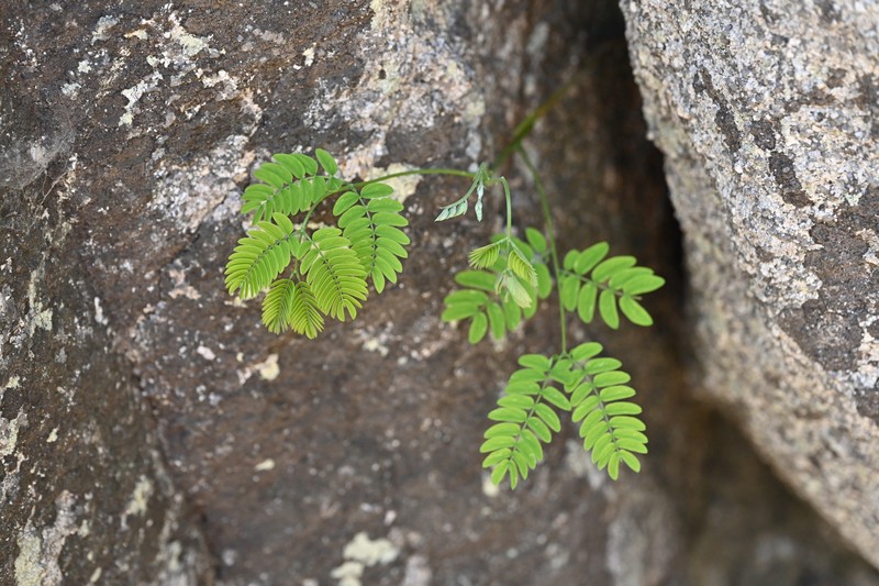 Albizia macrophylla photo 8