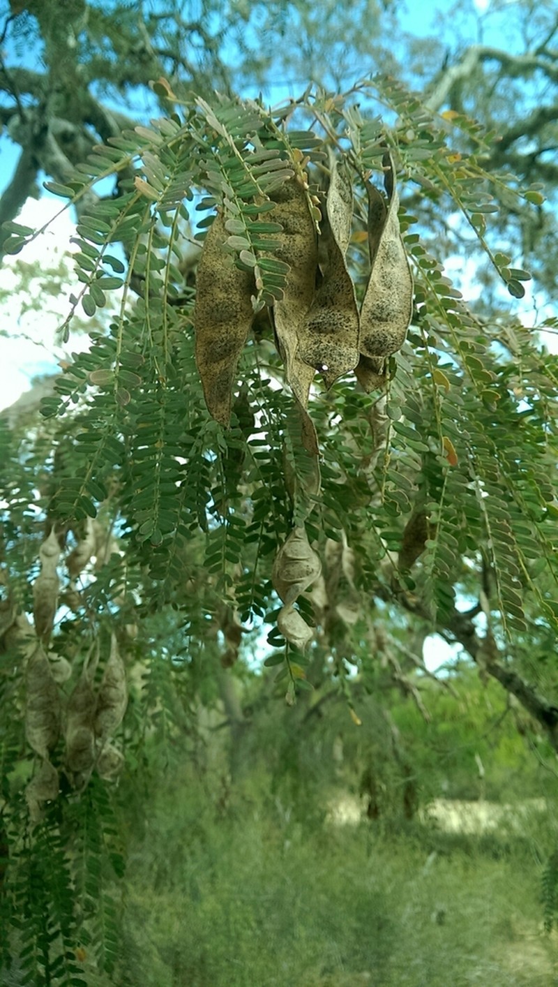 Albizia mahalao