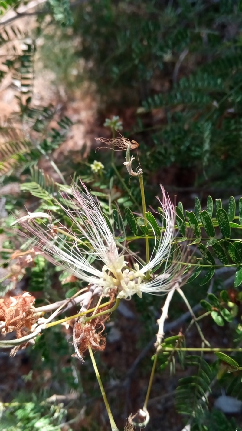 Albizia mahalao photo 2