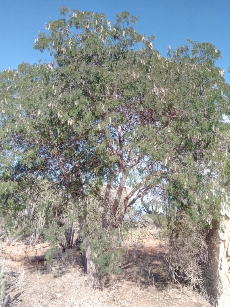 Albizia mahalao photo 3