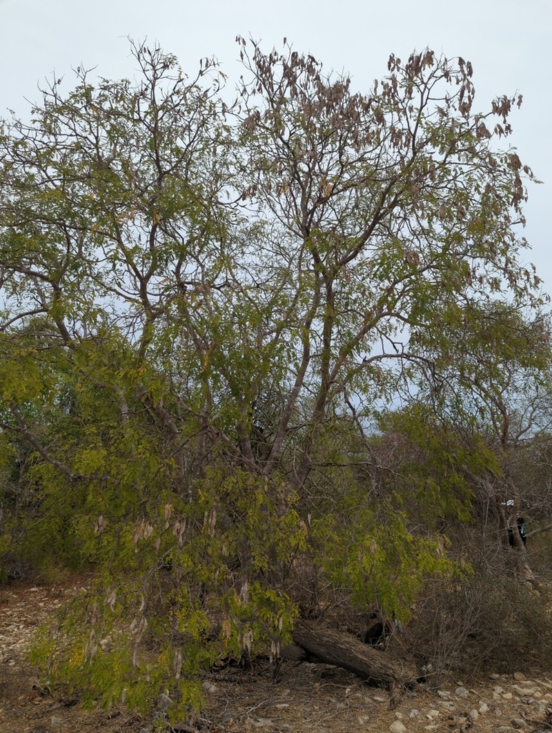 Albizia mahalao photo 4