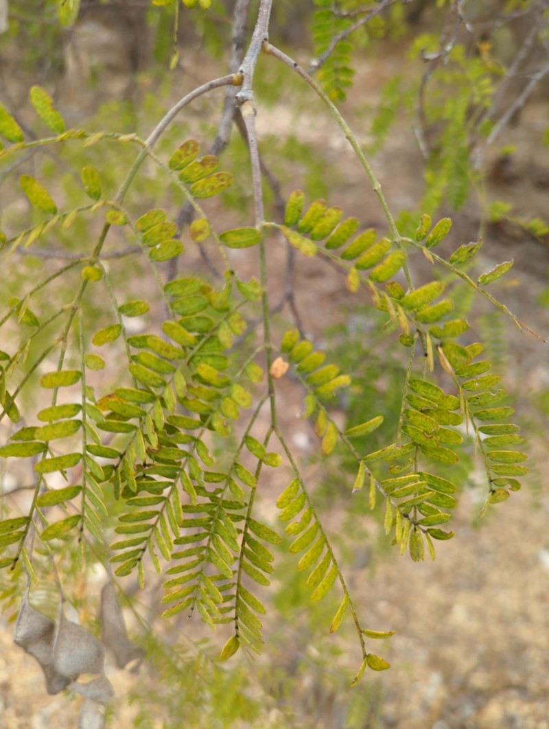 Albizia mahalao photo 6
