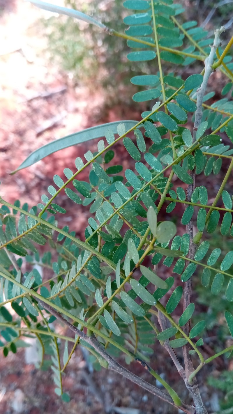 Albizia mahalao photo 7