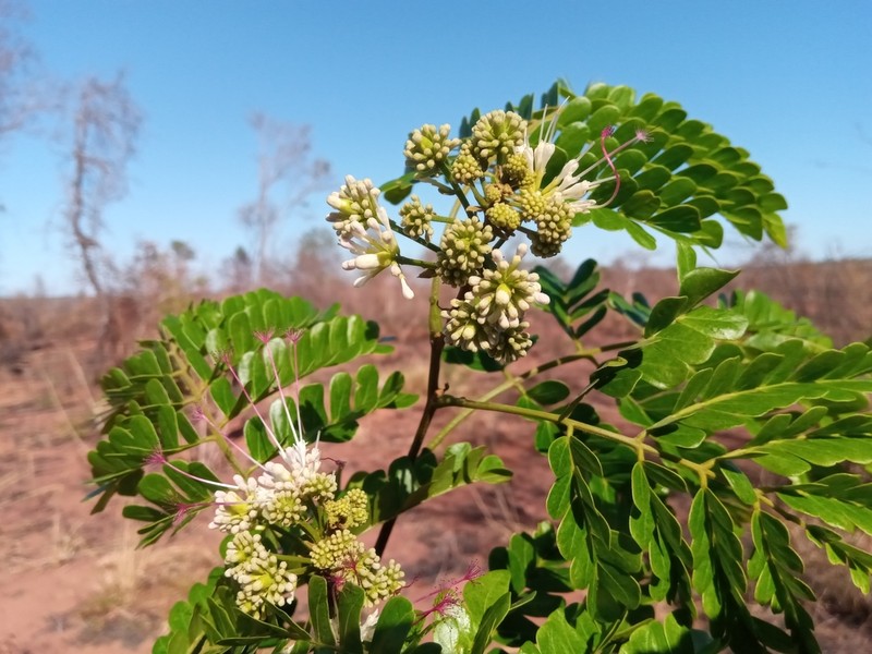 Albizia mainaea photo 2