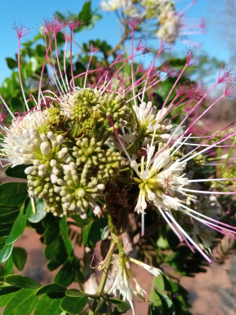 Albizia mainaea photo 4