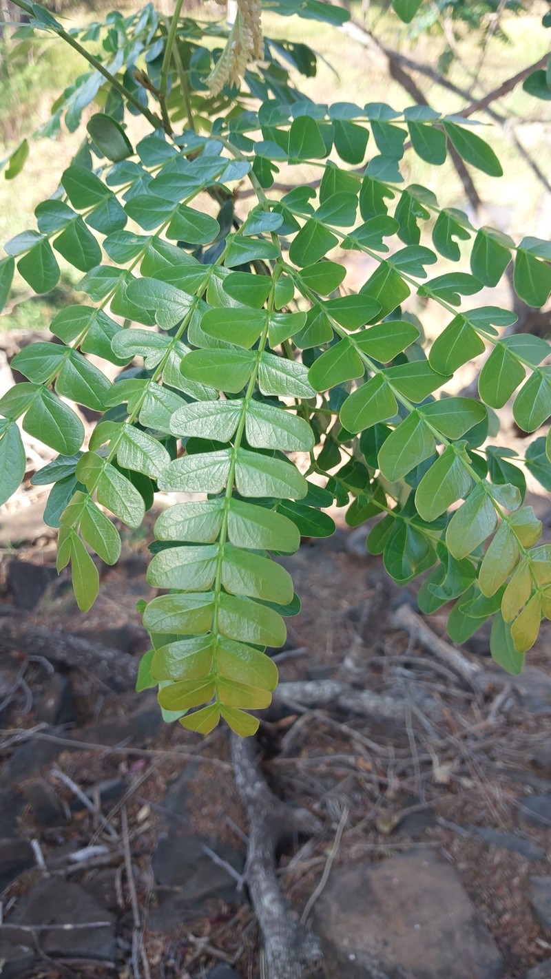 Albizia mainaea photo 5