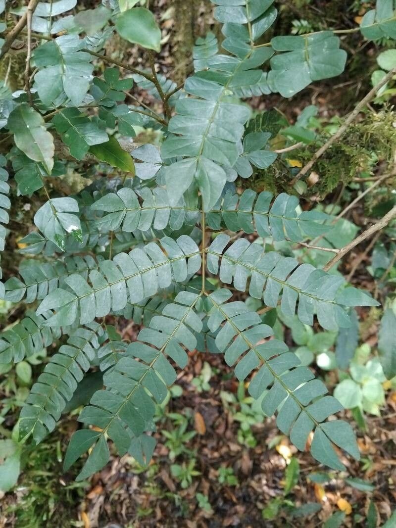 Albizia mainaea photo 6