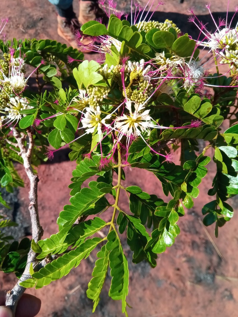 Albizia mainaea photo 7