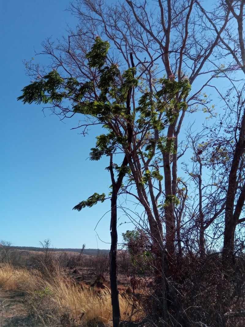 Albizia mainaea photo 8