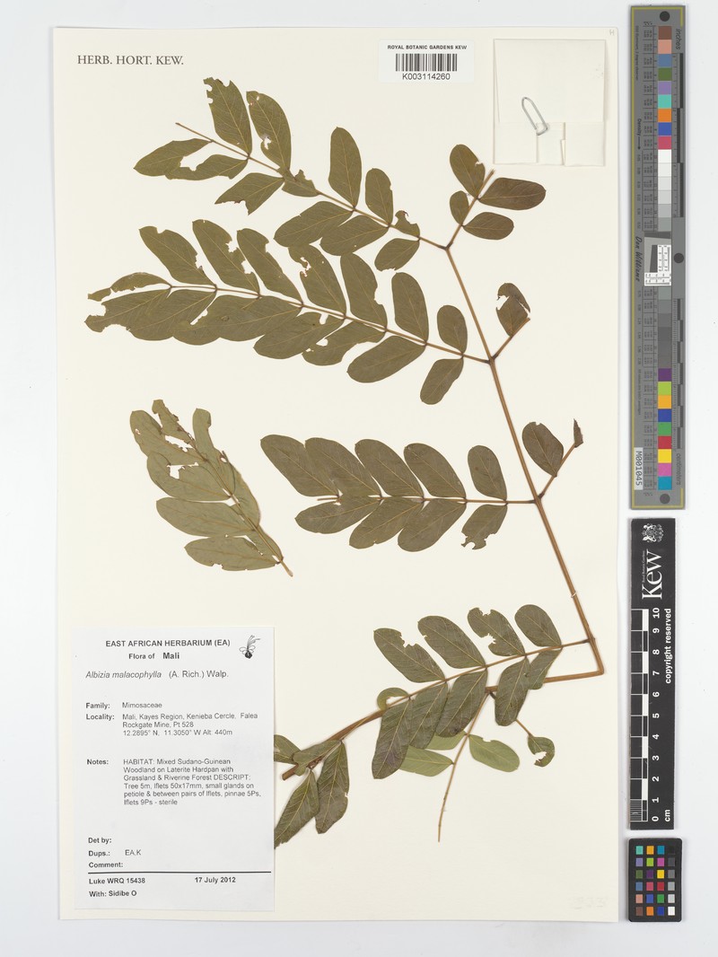 Albizia malacophylla