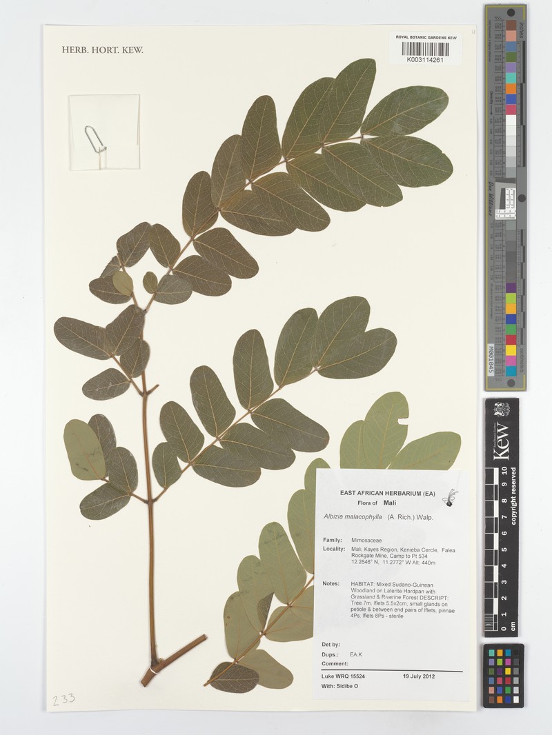 Albizia malacophylla photo 2