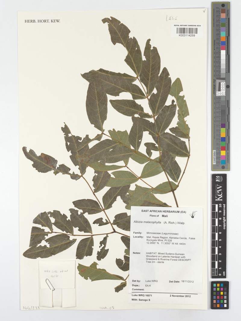 Albizia malacophylla photo 4