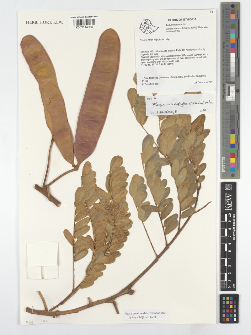 Albizia malacophylla photo 5