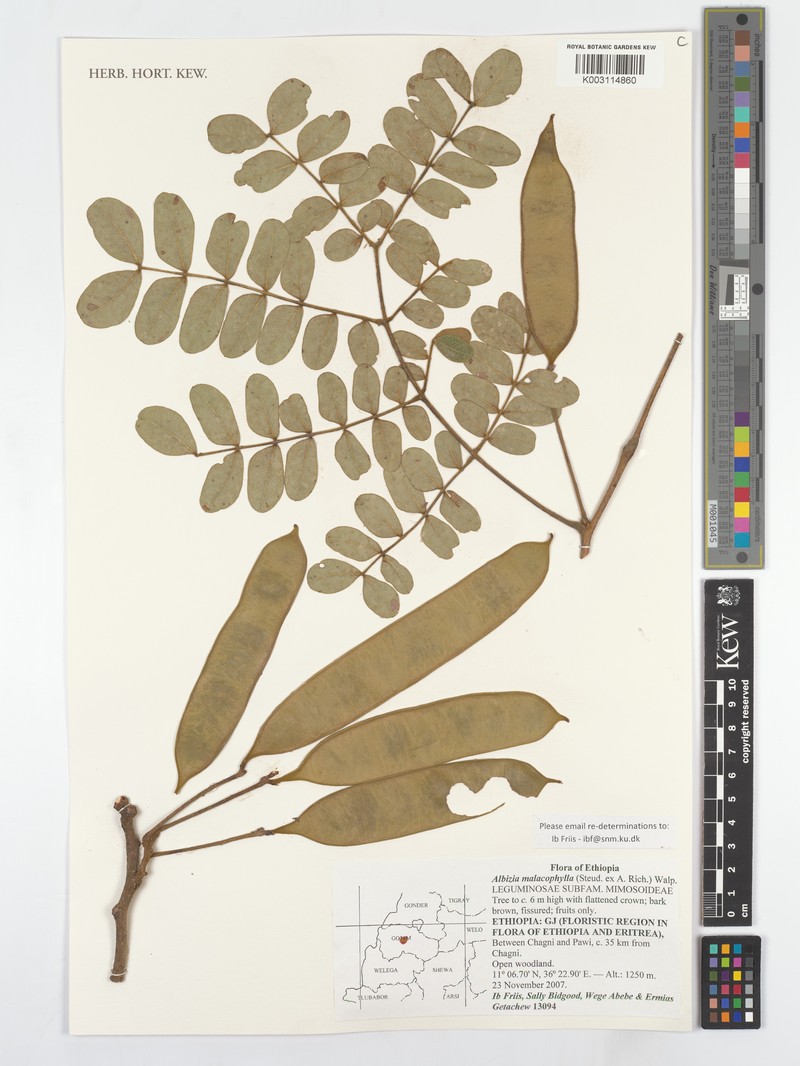 Albizia malacophylla photo 6