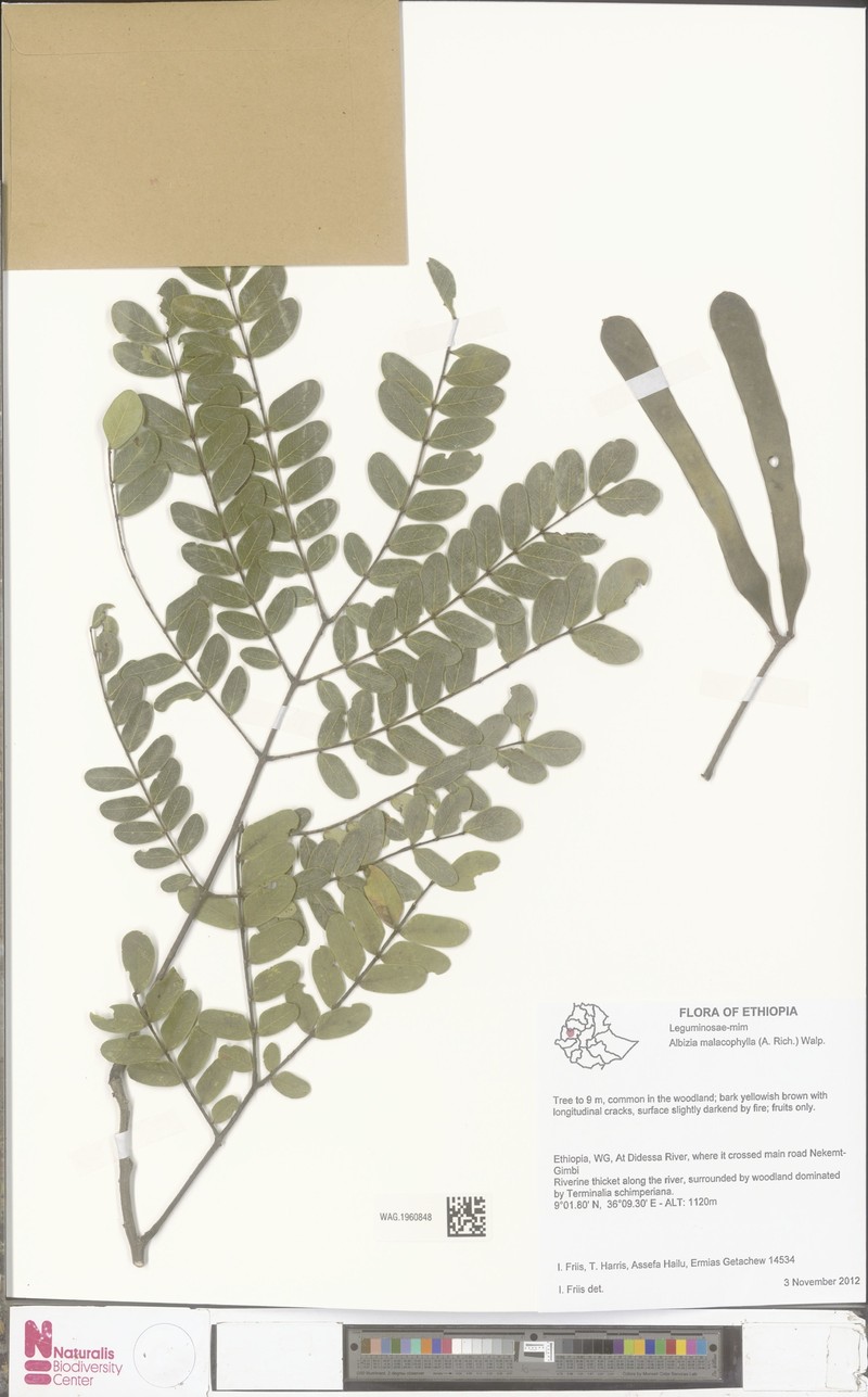Albizia malacophylla var. malacophylla