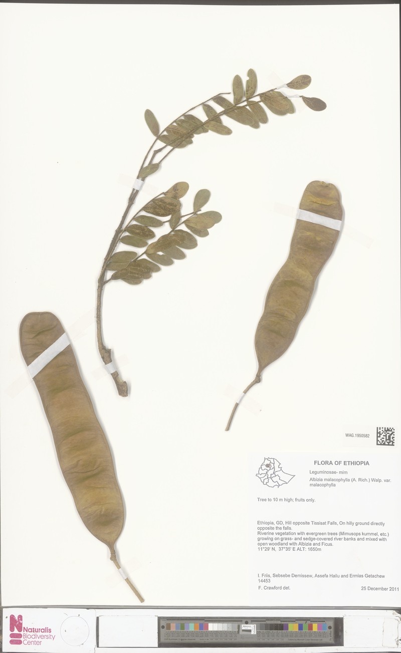 Albizia malacophylla var. malacophylla photo 2