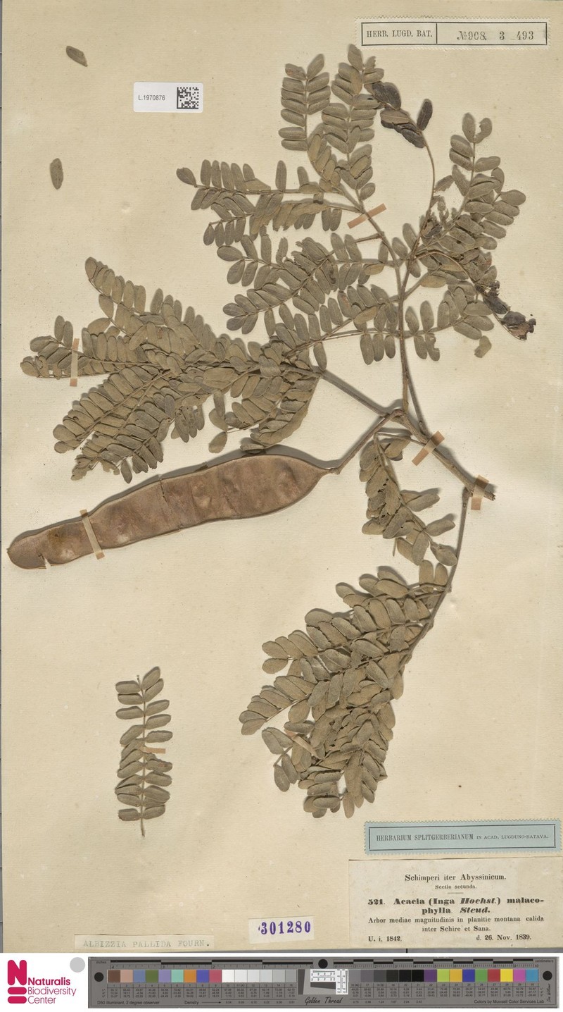 Albizia malacophylla var. malacophylla photo 3