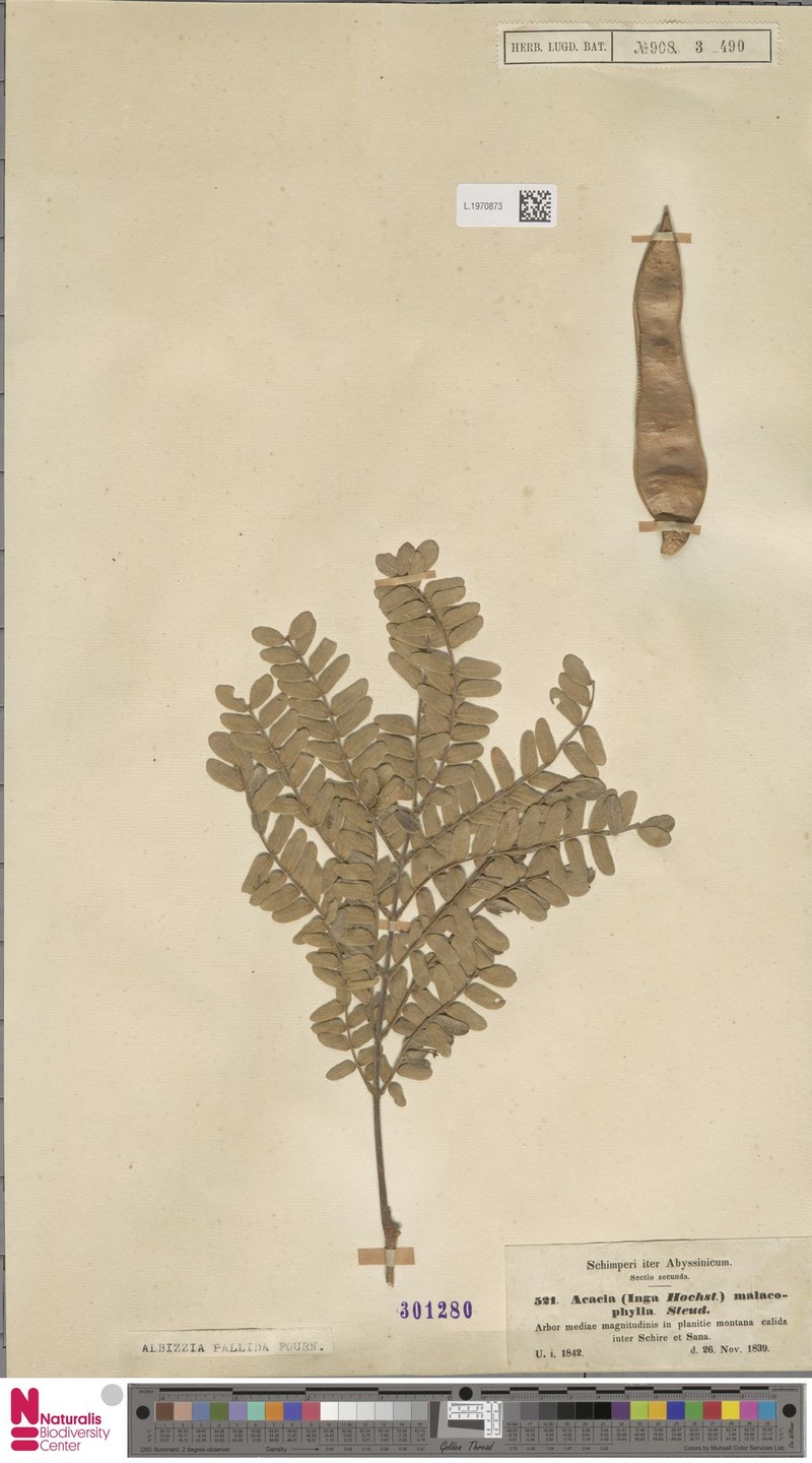 Albizia malacophylla var. malacophylla photo 4
