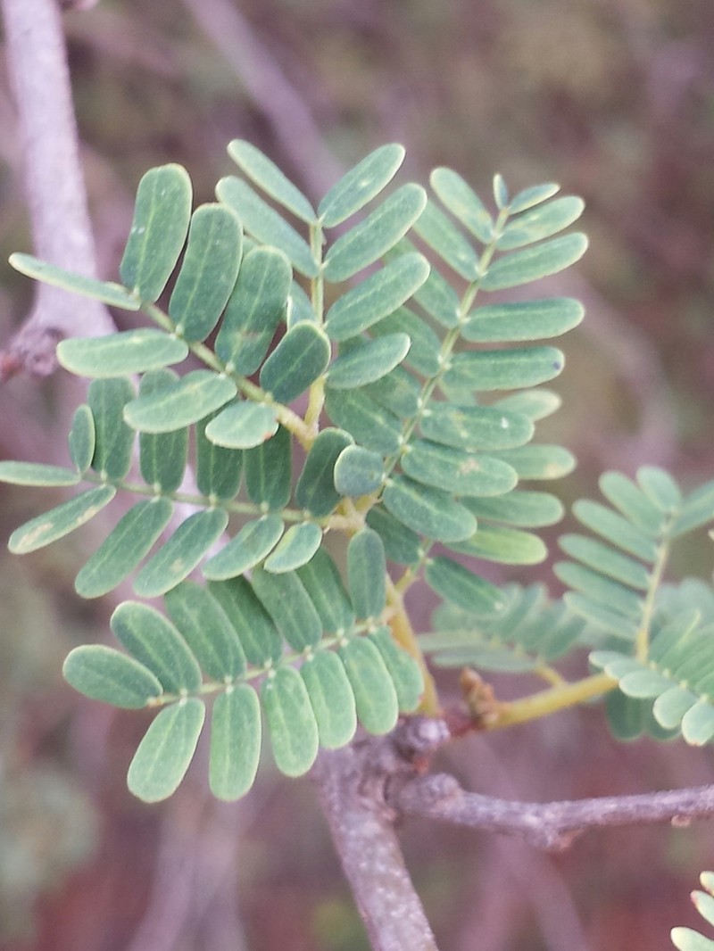 Albizia masikororum
