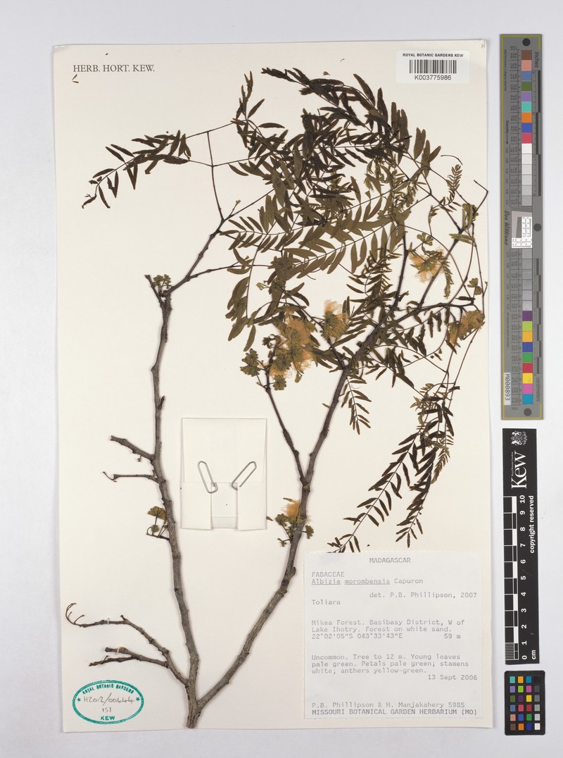 Albizia morombensis