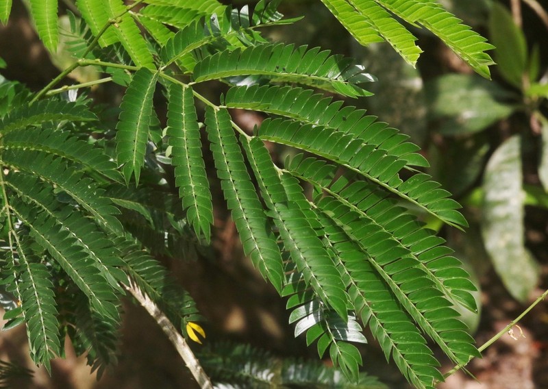 Albizia myriophylla
