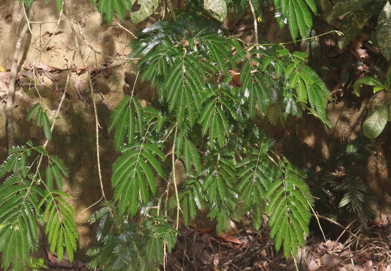 Albizia myriophylla photo 2