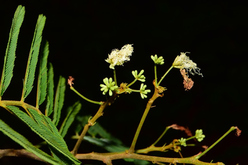 Albizia myriophylla photo 3
