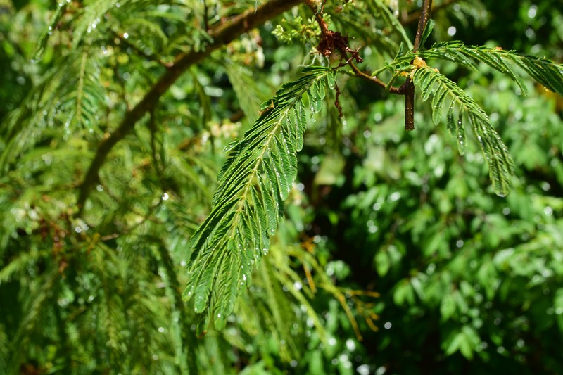Albizia myriophylla photo 4