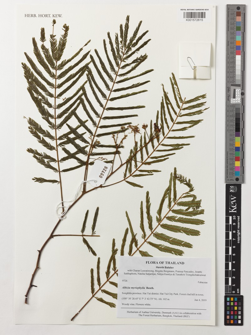 Albizia myriophylla photo 5