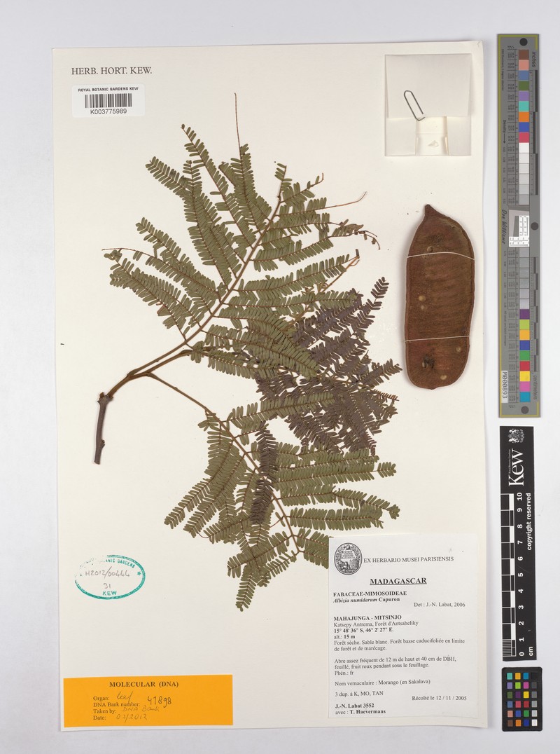 Albizia numidarum