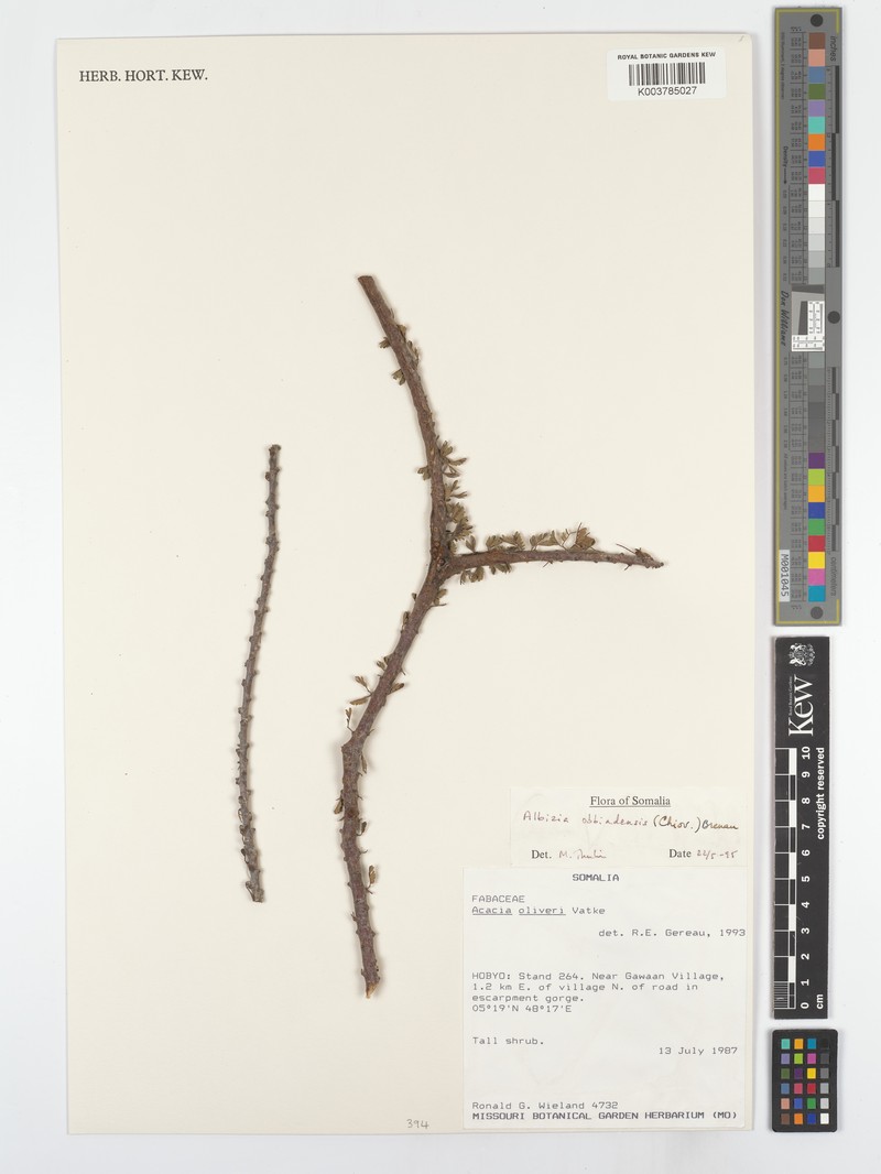 Albizia obbiadensis