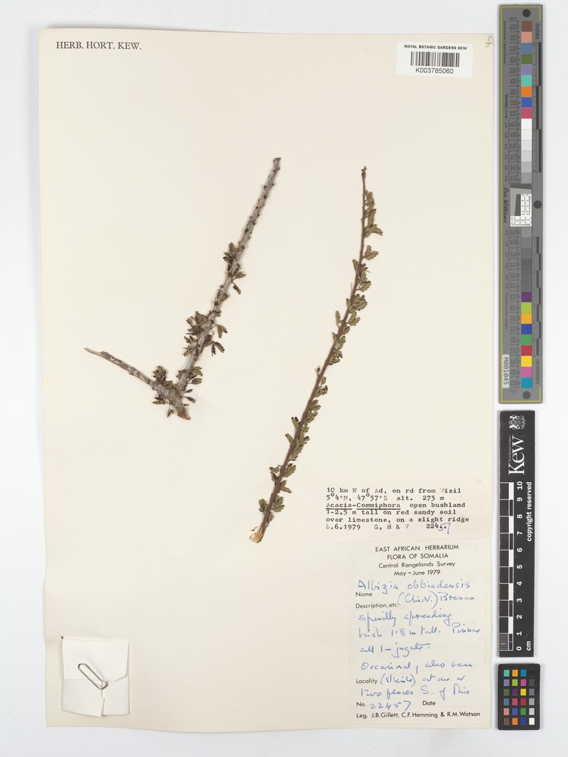 Albizia obbiadensis photo 2