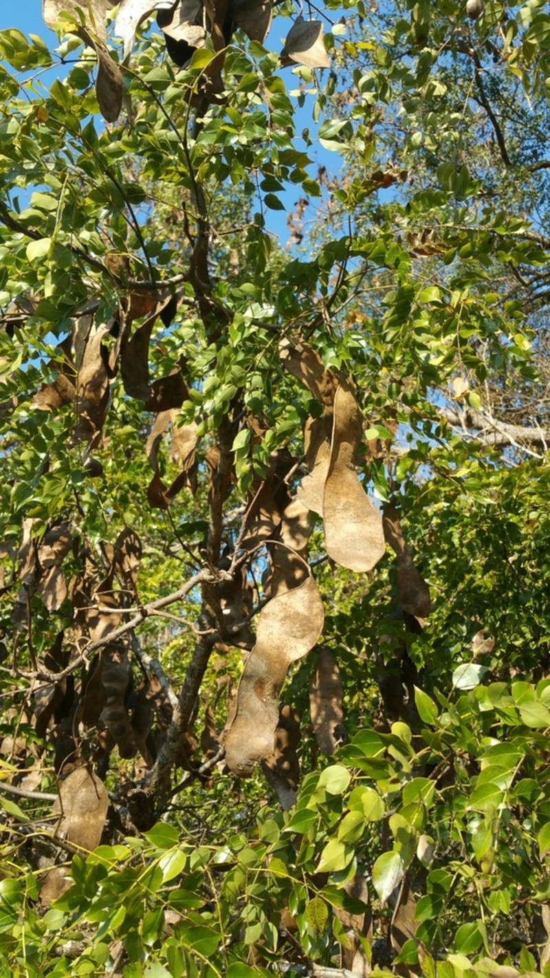 Albizia odorata photo 3