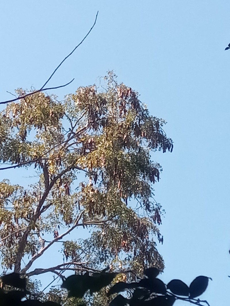 Albizia odorata photo 4