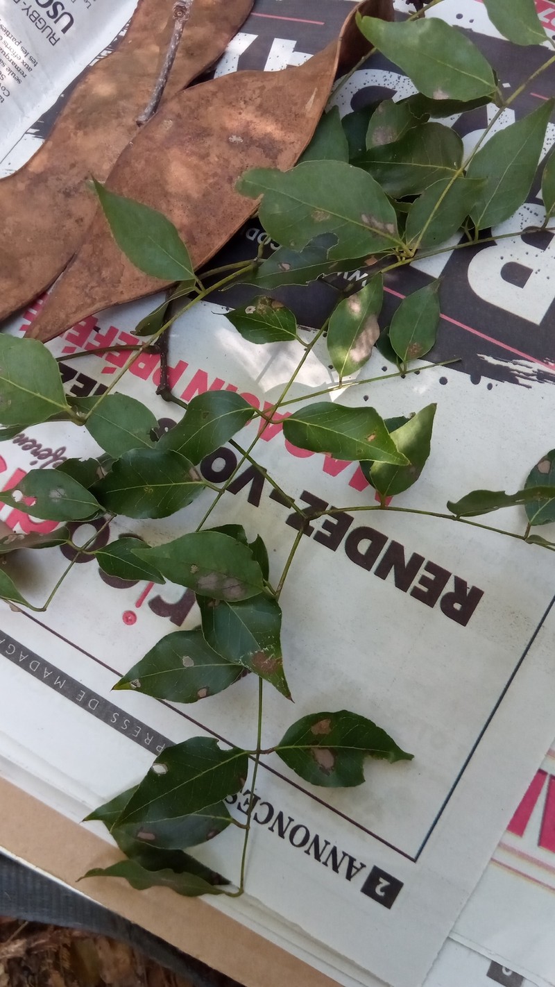 Albizia odorata photo 5