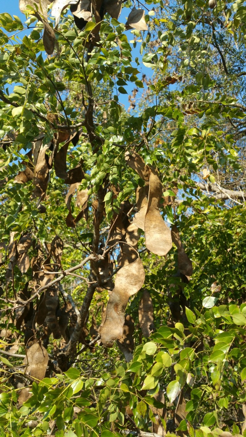 Albizia odorata photo 6